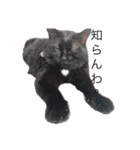 mo'scat'sfam（個別スタンプ：11）