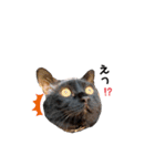 mo'scat'sfam（個別スタンプ：14）