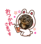 猫のティラミス（個別スタンプ：2）
