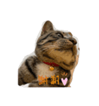 猫のティラミス（個別スタンプ：5）