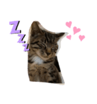 猫のティラミス（個別スタンプ：6）