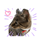 猫のティラミス（個別スタンプ：7）