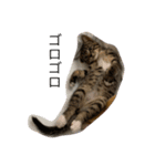 猫のティラミス（個別スタンプ：8）
