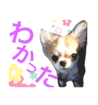 双子チワワのスタンプ（個別スタンプ：2）