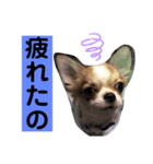 双子チワワのスタンプ（個別スタンプ：4）