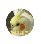 インコのぴぃちゃんのインコ（個別スタンプ：1）