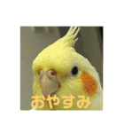 インコのぴぃちゃんのインコ（個別スタンプ：2）