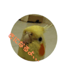 インコのぴぃちゃんのインコ（個別スタンプ：4）