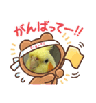 インコのぴぃちゃんのインコ（個別スタンプ：5）