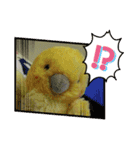 インコのぴぃちゃんのインコ（個別スタンプ：8）