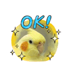 インコのぴぃちゃんのインコ（個別スタンプ：9）
