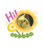 インコのぴぃちゃんのインコ（個別スタンプ：10）