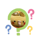 インコのぴぃちゃんのインコ（個別スタンプ：11）