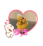 インコのぴぃちゃんのインコ（個別スタンプ：13）