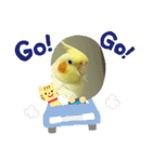 インコのぴぃちゃんのインコ（個別スタンプ：16）