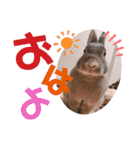 #こんちゃんしか勝たん（個別スタンプ：1）