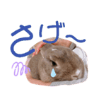 #こんちゃんしか勝たん（個別スタンプ：7）