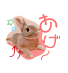 #こんちゃんしか勝たん（個別スタンプ：8）