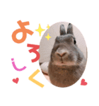 #こんちゃんしか勝たん（個別スタンプ：15）