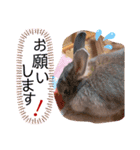 #こんちゃんしか勝たん（個別スタンプ：27）