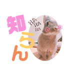#こんちゃんしか勝たん（個別スタンプ：28）