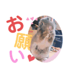 #こんちゃんしか勝たん（個別スタンプ：29）