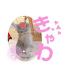 #こんちゃんしか勝たん（個別スタンプ：32）
