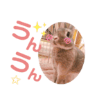 #こんちゃんしか勝たん（個別スタンプ：35）