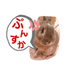 #こんちゃんしか勝たん（個別スタンプ：36）