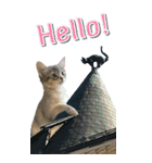 旅猫【BIG Stickers】English ver.（個別スタンプ：2）