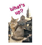 旅猫【BIG Stickers】English ver.（個別スタンプ：5）