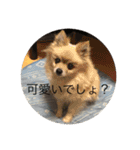 今ドキッズTVスタンプ三（個別スタンプ：16）