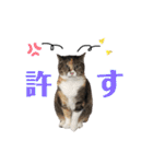 ぽむりんちゃぴ家 第4弾（個別スタンプ：2）