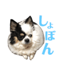 ぽむりんちゃぴ家 第4弾（個別スタンプ：8）