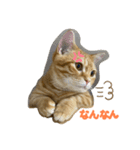 短足マンチカンかつお（個別スタンプ：1）