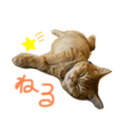 短足マンチカンかつお（個別スタンプ：2）