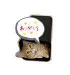 短足マンチカンかつお（個別スタンプ：3）
