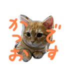 短足マンチカンかつお（個別スタンプ：4）
