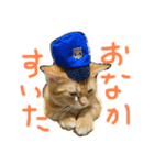 短足マンチカンかつお（個別スタンプ：7）