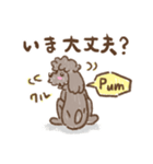 トイプードル「pum」のオリジナルスタンプ（個別スタンプ：13）