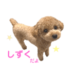 しずくだよ☆（個別スタンプ：1）