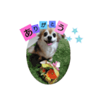 名犬たっぴー☆*。（個別スタンプ：1）