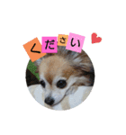名犬たっぴー☆*。（個別スタンプ：2）