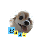 名犬たっぴー☆*。（個別スタンプ：3）