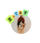 名犬たっぴー☆*。（個別スタンプ：4）