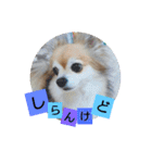 名犬たっぴー☆*。（個別スタンプ：5）