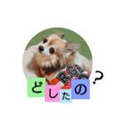 名犬たっぴー☆*。（個別スタンプ：6）