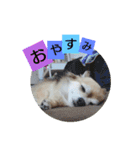 名犬たっぴー☆*。（個別スタンプ：7）