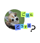 名犬たっぴー☆*。（個別スタンプ：8）