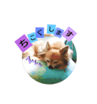 名犬たっぴー☆*。（個別スタンプ：9）